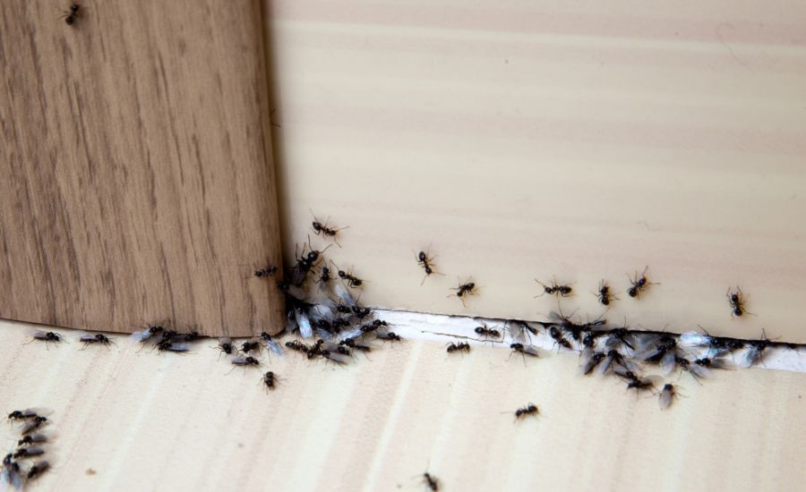 Ant Extermination by Roka Pest Management