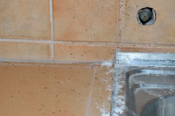 Ant Extermination in Quail Valley