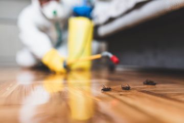 Cockroach Extermination in Hemet by Roka Pest Management