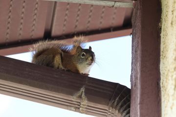 Pala Squirrel control by Roka Pest Management