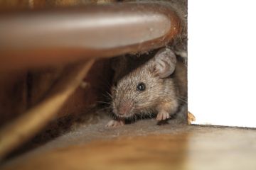 Rat & Mice Extermination in Menifee by Roka Pest Management